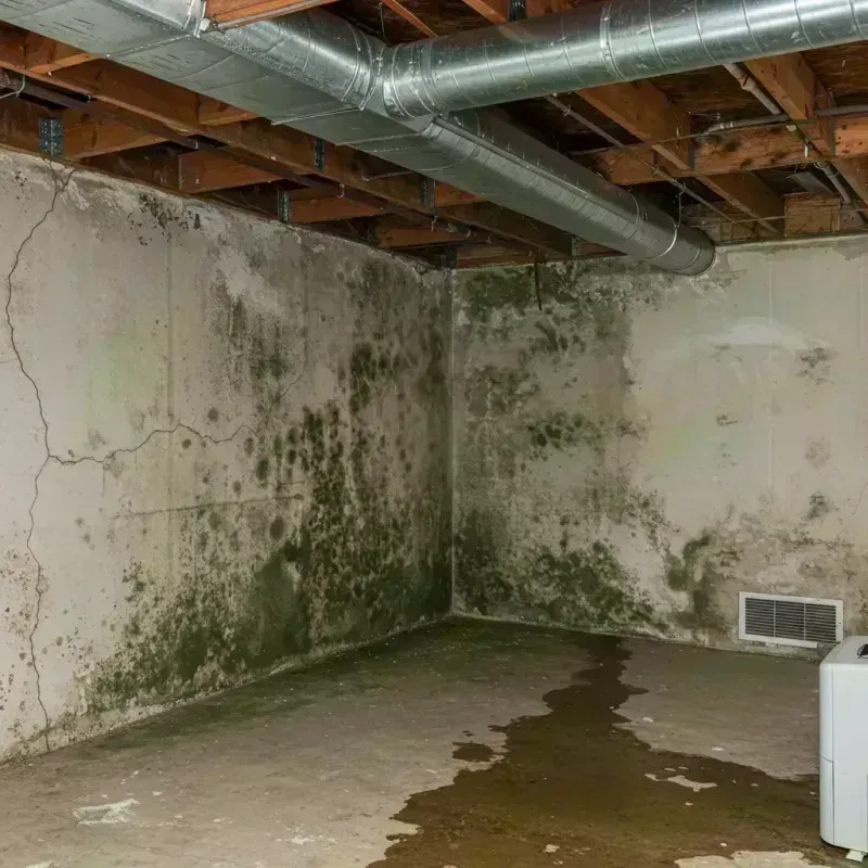 Professional Mold Removal in Hyde Park, IL